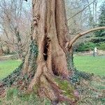 Metasequoia glyptostroboides বাকল