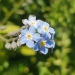 Myosotis latifolia Цветок