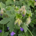 Geranium ibericum Yeri