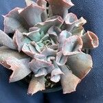 Echeveria shaviana برگ