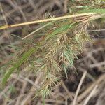 Themeda quadrivalvis Агульны выгляд