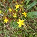 Hypericum perfoliatumFlor