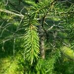 Picea schrenkiana Leaf