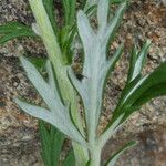 Potentilla argentea Leaf