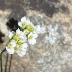 Draba dubia Flor
