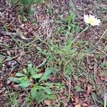 Bellis sylvestris Hábito