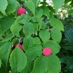 Cornus kousa Fruto