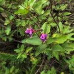 Clappertonia ficifolia Blüte