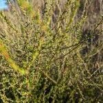 Adenostoma fasciculatum Hoja