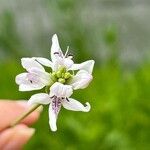 Dianthera americana Flower