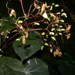 Begonia multinervia Хабит