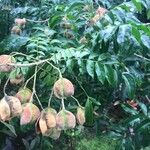 Majidea zanguebarica Fruit