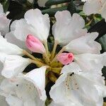 Rhododendron yakushimanum花