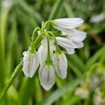 Allium triquetrum 花