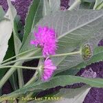 Knautia basaltica 花