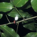 Protium heptaphyllum Fruit