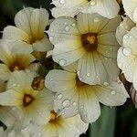 Sisyrinchium striatum Fleur