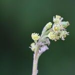 Flacourtia indica Blüte