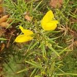 Ulex minor Flower