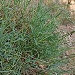 Dianthus arenarius Leaf