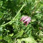 Vicia benghalensis Outro