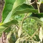 Pterostyrax hispidus Folla