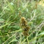 Carex cuprina Flower