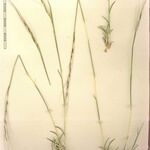 Stipagrostis ciliata Mosusu
