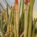 Cleistocactus hyalacanthus Liść