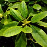 Rhododendron catawbiense Leaf