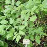 Actaea dahurica Folla