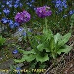 Primula auriculata Hábito