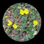 Potentilla verna Blüte