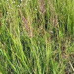 Calamagrostis canescens Leaf