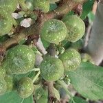 Ficus hispida Fruit