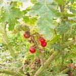 Solanum sisymbriifolium Plod