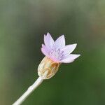 Xeranthemum cylindraceumFlower