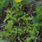 Oxalis macrantha برگ