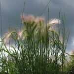 Hordeum jubatum Leaf