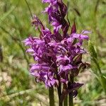 Dactylorhiza traunsteineri Kwiat
