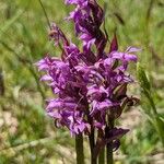 Dactylorhiza traunsteineri Flor