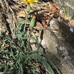 Scorzonera austriaca Flor