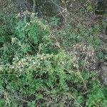 Atriplex sagittata Blad