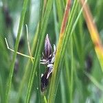 Oreojuncus trifidus Vaisius