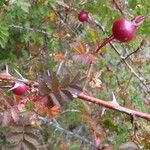 Rosa spinosissima Плод