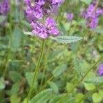 Stachys affinis Flor