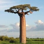 Adansonia grandidieri Bark