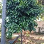 Pouteria caimito Habit