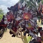 Aeonium arboreum Плод