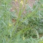 Sisymbrium irio Habit